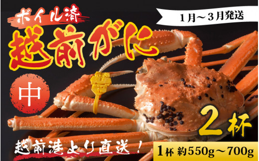 【先行予約】越前港より直送！ 越前がに 中 (約550g～700g) 2杯※発送前に在宅確認の電話連絡をいたします! 【1月～3月発送予定】 ズワイガニ ずわいがに ズワイ蟹 越前ガニ ボイル 刺身 蟹 鍋 しゃぶしゃぶ 冷蔵  カニ 鍋 海鮮 かに福井県 南越前町 送料無料