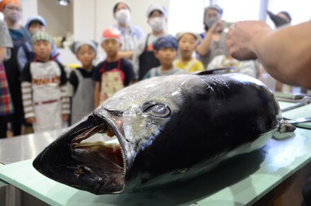 塩竈産マグロ解体体験！丸ごと1本食べつくそう！ ｜ gt00001 塩竈市 塩竈