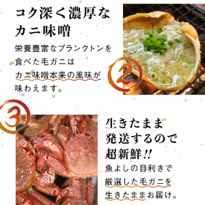 【令和9年発送先行予約】【3回定期便】三陸産 活毛ガニ 300g相当×1杯【08】 【期間限定2027年2月～4月発送】