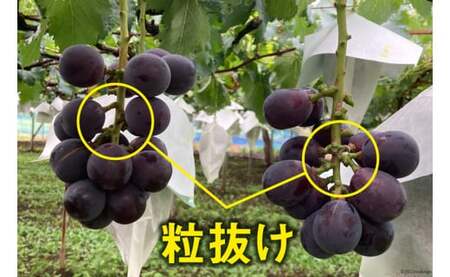訳あり 山梨県産 種なし ぶどう 500g×4p 約2kg [梨北農業協同組合 山梨県 韮崎市 20743331] ブドウ 葡萄 規格外 家庭用 食べ頃 旬 フルーツ 果物