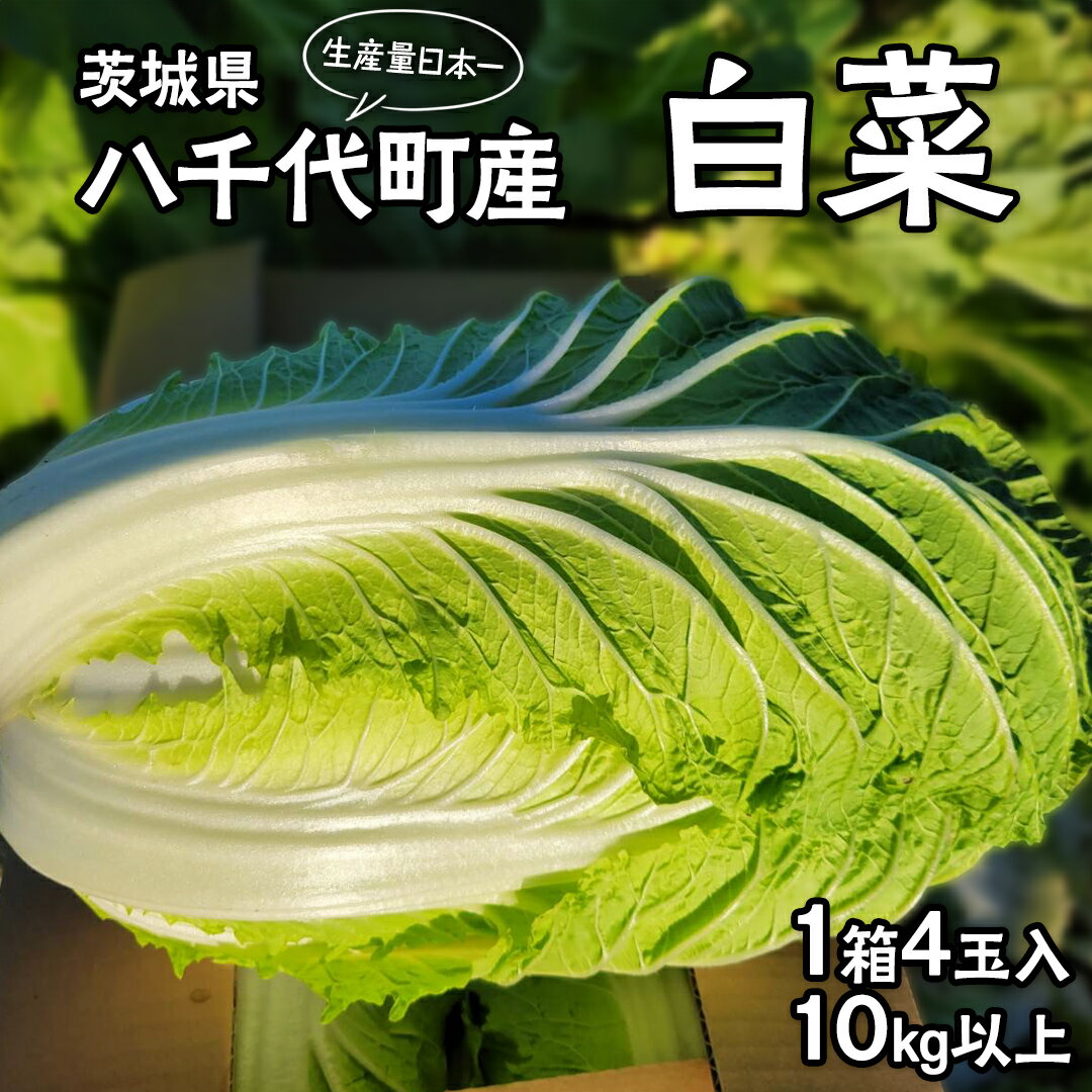 【ふるさと納税】【2025年11月中旬より発送開始】 茨城県 八千代町産 白菜 はくさい 1箱 （ 4玉 ） 10kg 以上 ハクサイ 冬野菜 野菜 やさい 旬 6000円 農家直送 生産量日本一 八千代町 茨城