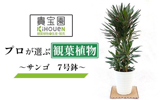 
                  観葉植物 サンゴ 7号鉢 高さ約80cm コルディリネ 貴宝園厳選 埼玉県白岡市産 鉢植え インテリアグリーン 室内 リビング 玄関 オフィス 緑・白・ピンク・紫の4色葉 寒さに強い 中型観葉植物 おしゃれなグリーン 贈り物 新築祝い 開店祝い ギフト 観賞用 鉢付き 緑のある暮らし
                