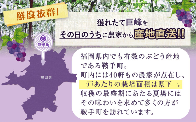 巨峰 ぶどう 2kg (約4～5房) ブドウ フルーツ 葡萄《8月中旬-9月下旬頃出荷》 直鞍農業 協同組合 ---skr_cjakyoho_k8_26_14000_2kg---