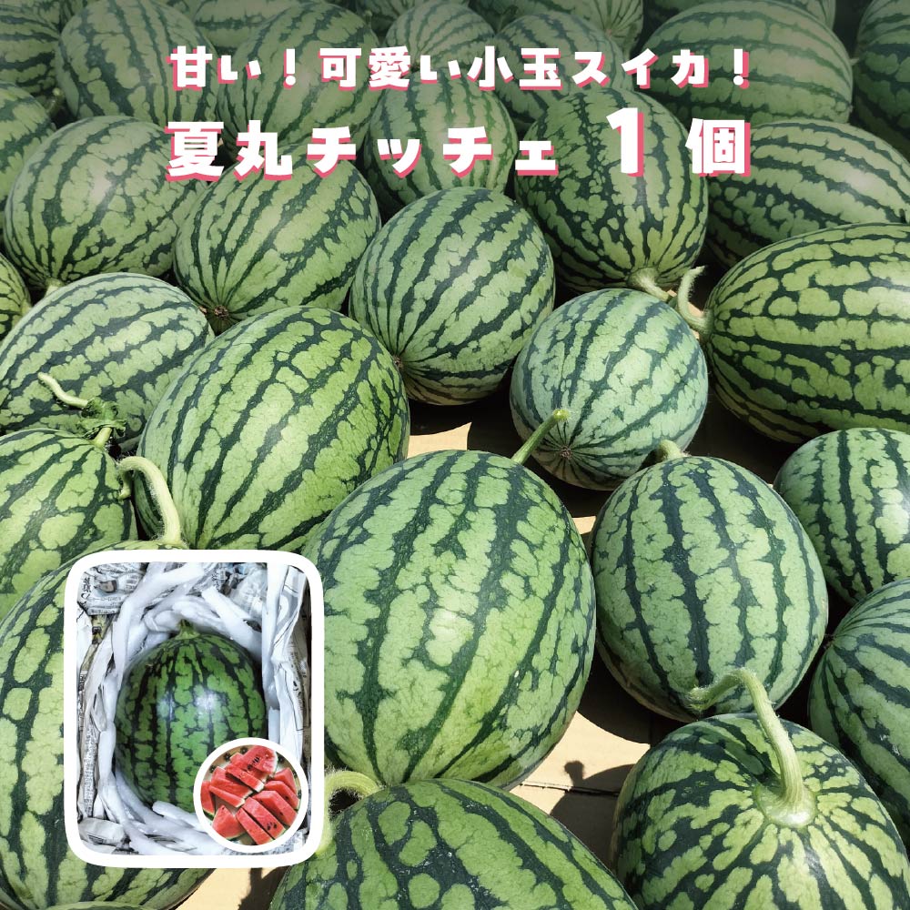 甘い！可愛い小玉スイカ！夏丸チッチェ＜1個＞　50P3424