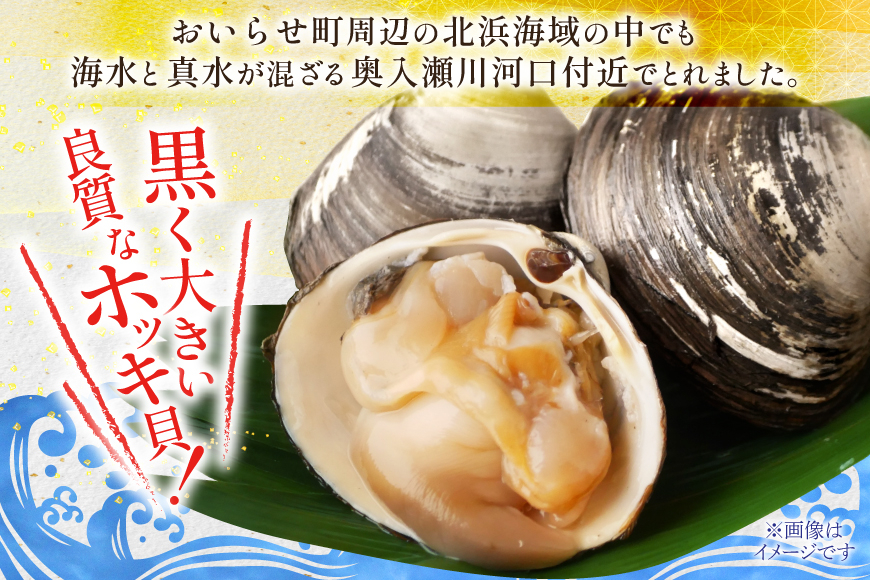 【期間限定発送】【1月発送】 ホッキ貝 5kg [百石町漁業協同組合 青森県 おいらせ町 oi02ayo550002] ほっき貝 ブランド 奥入瀬 北寄貝 ホッキ ほっき