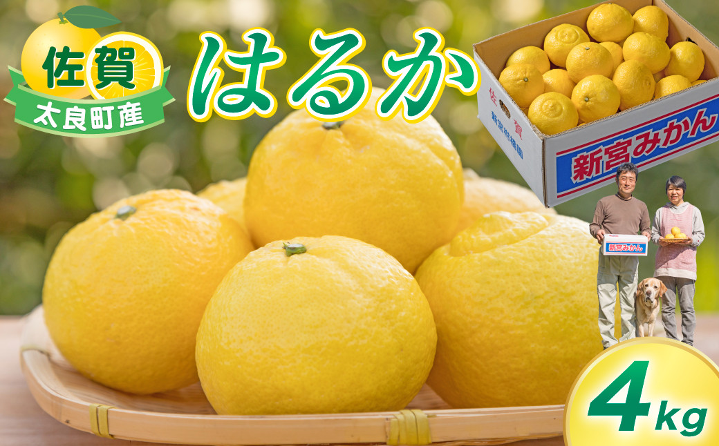 
            新宮みかん園 はるか 4kg 【2026年2月上旬～6月上旬発送予定】 フルーツ 果物 柑橘 国産 日向夏 新宮みかん園 佐賀県 太良町 L57x1
          