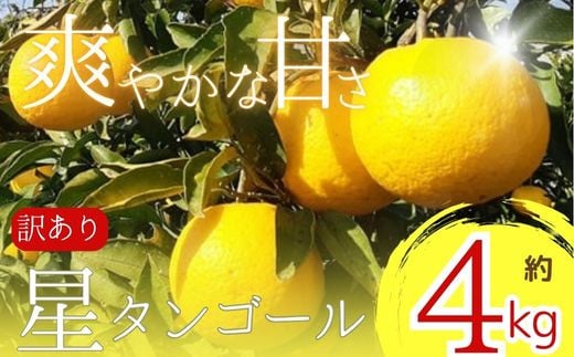 
            【先行予約】【訳あり】星タンゴール４ｋｇ※4月上旬より出荷開始予定 みかん 柑橘 ミカン オレンジ おれんじ フルーツ 果物 果汁 高知県 高知県室戸市 人気 おすすめ くだもの サマー清見 ジューシー 甘味 酸味 産地直送 農家直送 数量
          