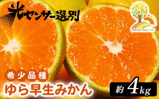 ゆら早生 みかん 濃厚な味わい 約4kg 希少品種《有機質肥料100％》極早生 ｜ 由良 ゆら 早生 わせ 柑橘 果物 くだもの フルーツ 和歌山 有田 ※2025年10月上旬～11月中旬頃に順次発送予定 ※北海道・沖縄・離島への配送不可
