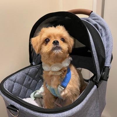 ふるさと納税 神戸市 SUO 18°ICE for dogs CANDY　Sサイズ(マルチ) |  | 01