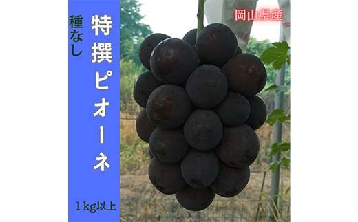 【2025年先行受付】岡山のぶどう(ピオーネ)1kg(2房) 大粒 種なし たねなし 黒系ブドウ 爽やか 香り 甘い 果汁 津山市 TY0-0964