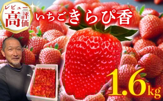 いちご 予約受付 【2026年1月から出荷】 新鮮 国産 鈴木農園の朝摘み 朝どれ きらぴ香 1.6kg 800 g × 2 パック デザート フルーツ イチゴ 苺 おいしい 贈り物 果物 ストロベリー 甘い  朝摘み  果物 いちご くだもの スイーツ デザート ストロベリー おやつ 完熟 直送 ギフト 贈答用 贈答 ギフト ビタミン ベリー 産地直送 国産 おすすめ 静岡県 牧之原市 鈴木農園