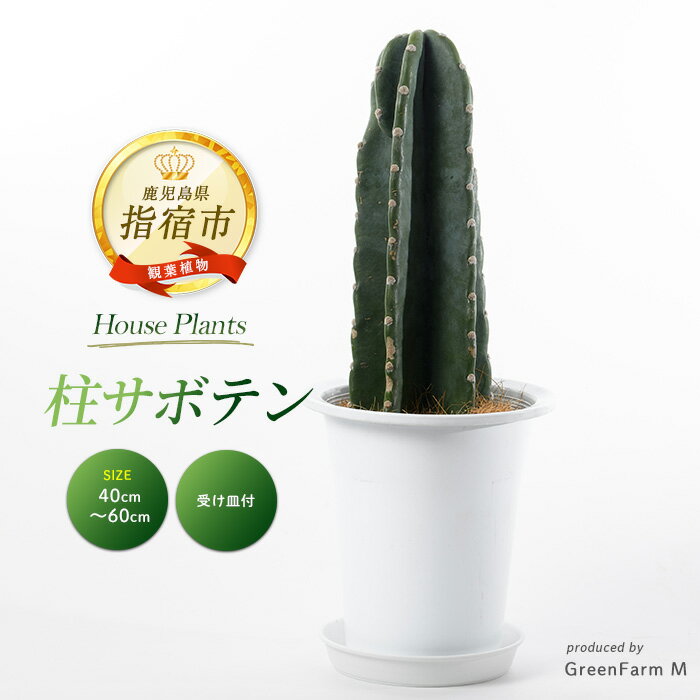 【ふるさと納税】＜先行予約受付中！2025年3月上旬以降順次発送＞柱サボテン(鉢底より40cm〜60cm) ※北海道・沖縄・離島配送不可※ サボテン さぼてん 観葉植物 鉢 おしゃれ インテリア グリーン 【Green Farm M】