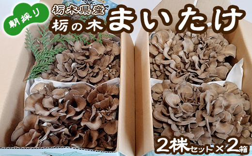 栃の木まいたけ 朝採りまいたけ2株セット×2箱｜まいたけ 舞茸 きのこ 茸 詰め合わせ 栃木県 高根沢町産　送料無料　※北海道・沖縄・離島への配送不可