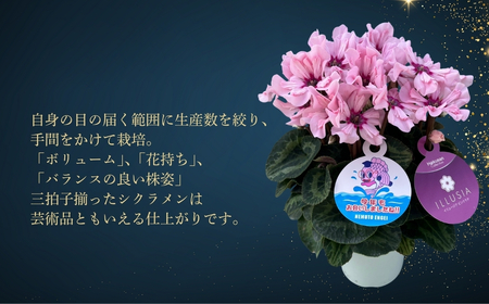 【先行予約】シクラメン ドラゴン ライトブルー 4号鉢 根本園芸 | シクラメン 農林水産大臣賞