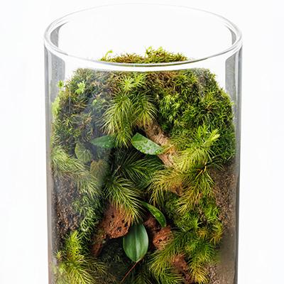 ふるさと納税 豊川市 いやしの苔テラリウム筒 |  | 01