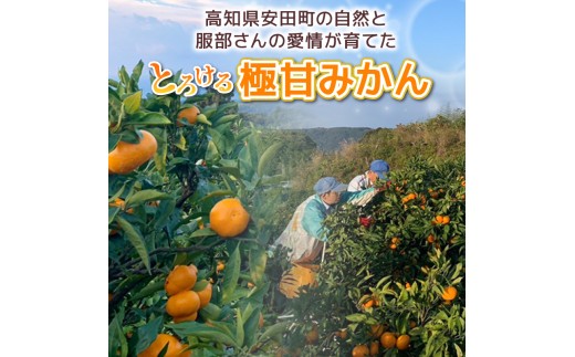 とろけるみかん 安田町 生まれ はっとり育ち とろけるみかん 5kg 5キロ Mサイズ M 家庭用 みかん 柑橘 蜜柑 フルーツ 柑橘類 シトラス みかんふるさと納税 ふるさと納税みかん 果物 期間限