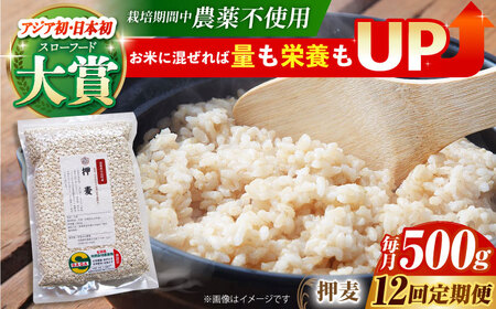 【全12回定期便】押麦500g（1等麦使用）【葦農】 HAJ039 