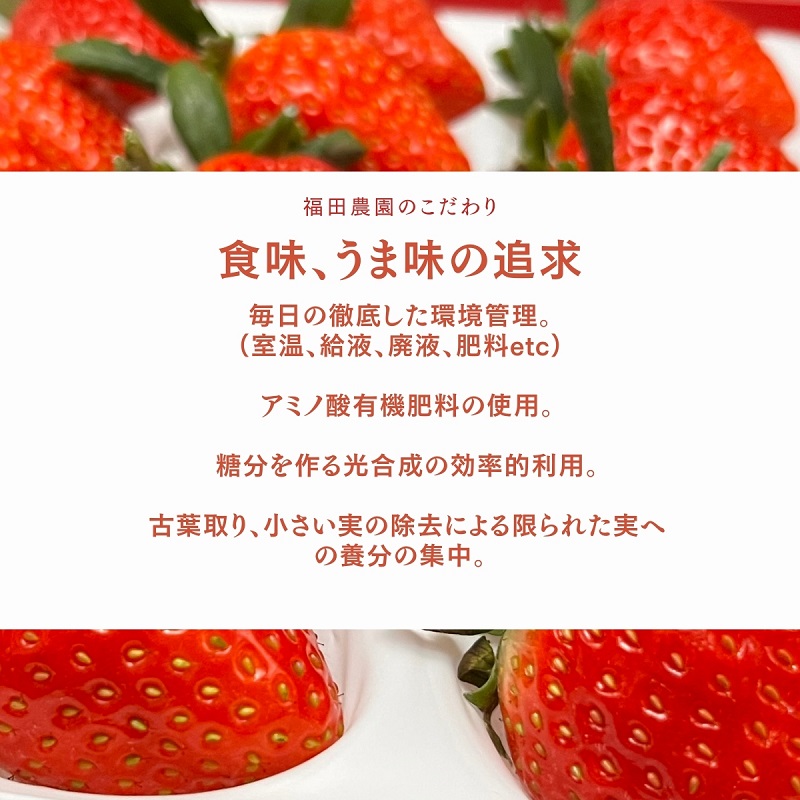 福田さんちのイチゴ(さぬきひめ) 2L サイズ ×6パック1.5kg以上【配送不可：北海道、沖縄、離島エリア】苺 農園直送 いちご採れたて直送