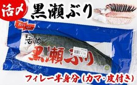 KRBF15 活じめ！黒瀬ぶりの生鮮ブリフィレー 1.5kg前後 (2026年2月配送)