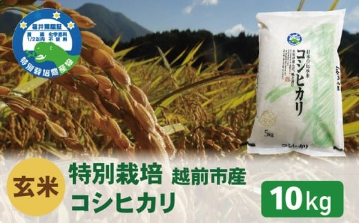先行予約【令和7年度 新米・玄米】特別栽培 越前市産コシヒカリ 10kg