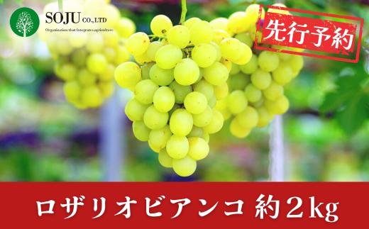 先行予約 ぶどう ロザリオビアンコ 約2kg 令和8年度 贈答用 新潟県 三条市産 [三条果樹専門家集団]【016P038】