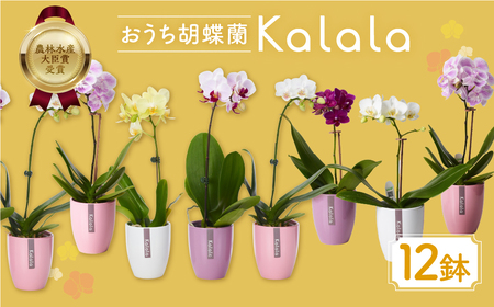 産直胡蝶蘭『カララ』12鉢セット 陶器鉢  胡蝶蘭 胡蝶蘭 胡蝶蘭 胡蝶蘭 胡蝶蘭 