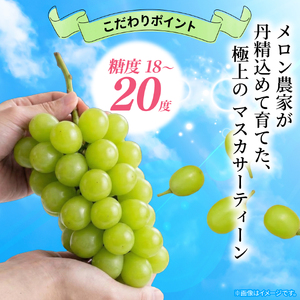 訳あり マスカサーティーン 1房 500g以上 数量限定 種なし
