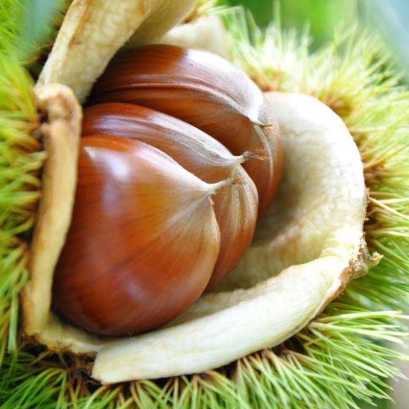 【ふるさと納税】市川栗園 中津川びっ栗 2kg（5L） くり クリ 秋 限定 岐阜 F4N-2674