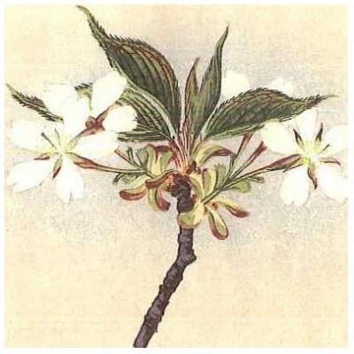 ふるさと納税 桜川市 「桜川七宝」より梅鉢桜の七宝ペンダント　 |  | 02