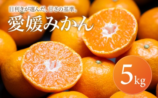 愛媛 みかん 家庭用 5kg 【2026年11月上旬頃から順次発送】 | 温州みかん ミカン mikan みかん 蜜柑 訳ありフルーツ 柑橘 果物 おすすめ お勧め お取り寄せ ギフト 愛媛県 松山市