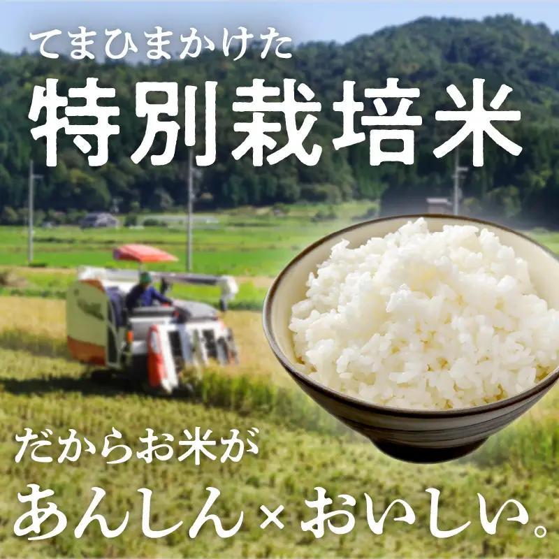 令和8年産 特別栽培米コシヒカリ 丹後椿（京丹後森本産） 2kg