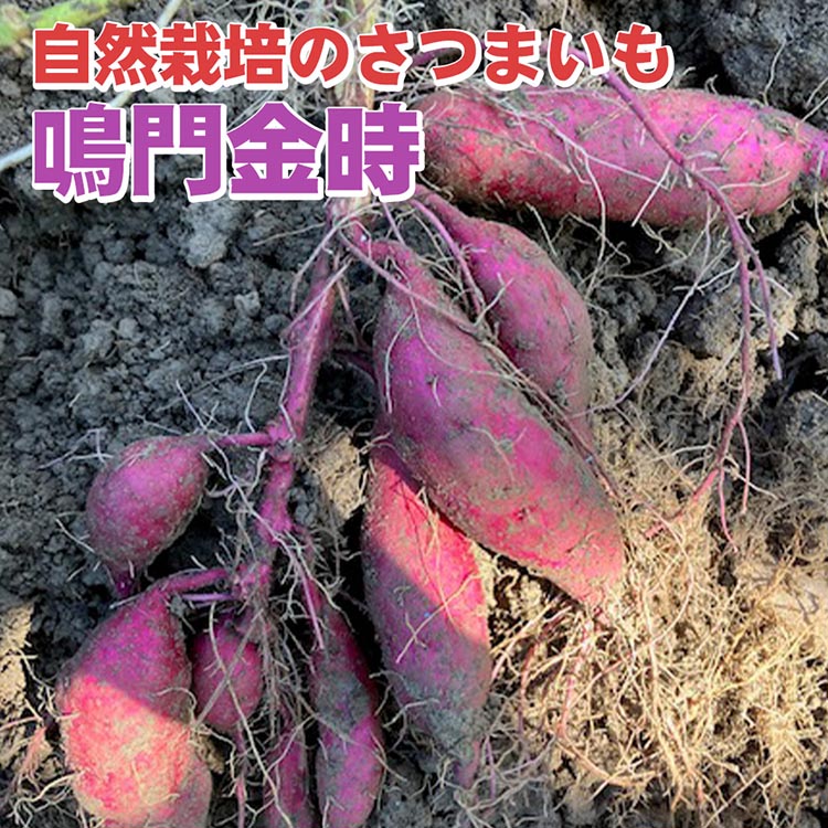 【ふるさと納税】＼選べる内容量／【期間限定】自然栽培のさつまいも 6kg 12kg 鳴門金時 京都 亀岡産 かたもとオーガニックファームよりお届け《サツマイモ 野菜 産地直送 国産 スイーツ》 ※離島への配送不可