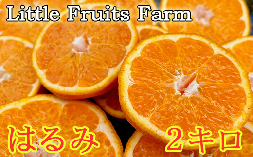 
            【訳あり品】リトルフルーツファームのはるみ 約2kg みかん 柑橘類 訳あり 2kg 先行予約 2月 3月 はるみ フルーツ 果物 ＜116-031＞
          
