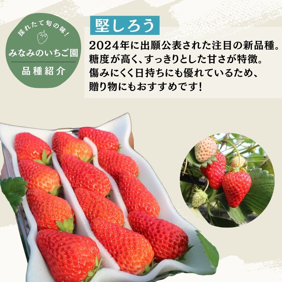 【先行予約＿2027年出荷分】　完熟いちご280g 堅しろう 4パック（DXパック）【 堅しろう いちご 苺 イチゴ 果物 フルーツ くだもの 旬 伊豆 静岡県 期間限定】　