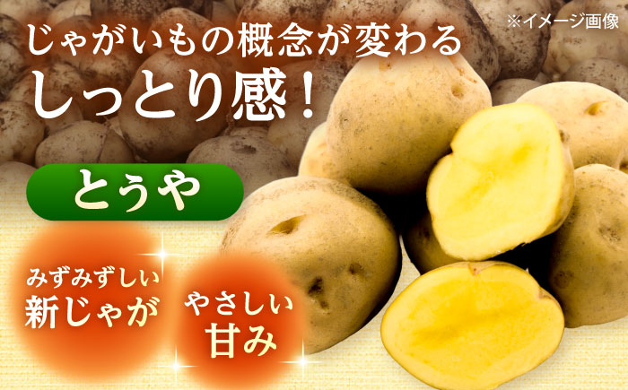【2026年10月上旬以降順次発送】じゃがいも とうや 5kg | じゃがいも とうや 野菜 やさい 北海道 産地直送 | 道の駅 真狩フラワーセンター [BPAM017]