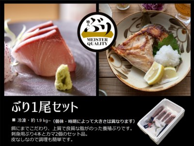 E5-4702／【鹿児島産ぶり】冷凍・ぶり１尾セット（皮無ロイン背腹計４ｐ、カマ２ｐ）