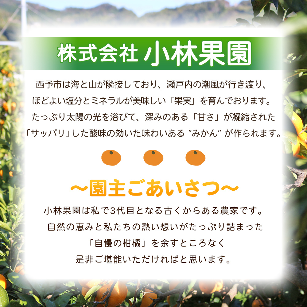 ＜愛媛県西予市産 温州みかん 小粒サイズ 家庭用 約3.2kg＞ 愛媛県産 西宇和 小玉 小さめ 果物 フルーツ 柑橘 うんしゅうみかん ウンシュウミカン オレンジ ミカン 蜜柑 訳あり 小林果園 愛媛県 西予市