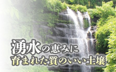 コシヒカリ10kg（5kg×2袋）＜都留市産＞【令和５年産】