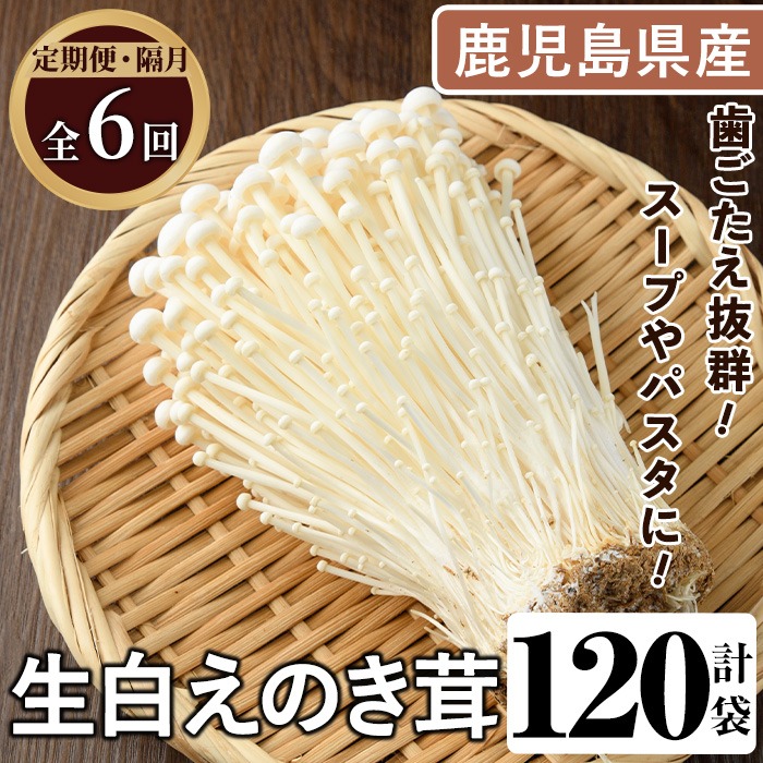＜定期便(奇数月)・全6回＞生白えのき茸(計120袋・20袋×6回)国産 エノキ きのこ キノコ 個包装【三笠えのき茸生産組合】akn010-24