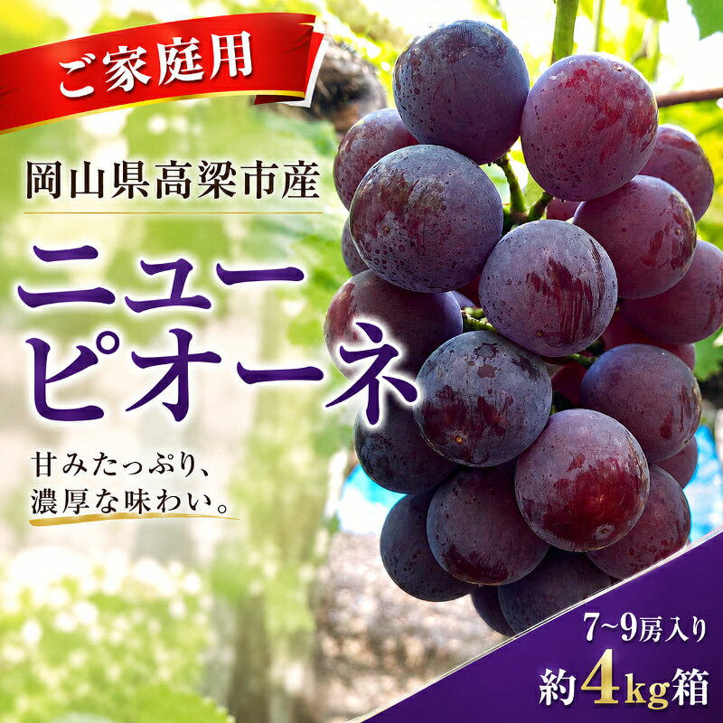 【ふるさと納税】ニューピオーネ7～9房入り 約4kg箱 ご家庭用 岡山県高梁市産　お届け：2026年9月5日～2026年9月30日