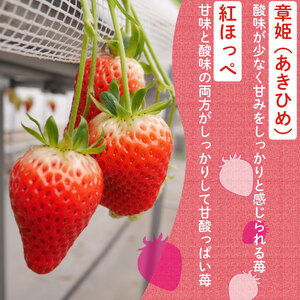 【2026年1月上旬から発送】いちご 紅ほっぺ 章姫 約1kg 苺 新鮮 美味しい 甘い おすすめ 果物 フルーツ ストロベリー