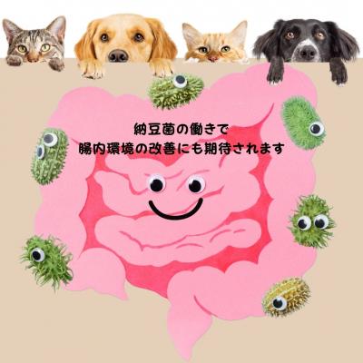 ふるさと納税 宍粟市 腸活素材　犬・猫の無添加おやつ　フリーズドライ納豆　O22 |  | 01