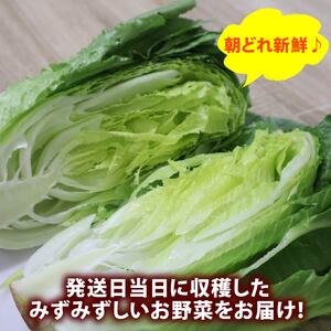 野菜セット 12品目 以上 野菜セット
