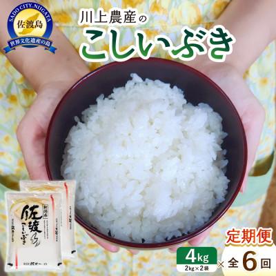 ふるさと納税 佐渡市 【毎月定期便】佐渡 川上農産のこしいぶき 精米4kg(2kg×2袋)全6回