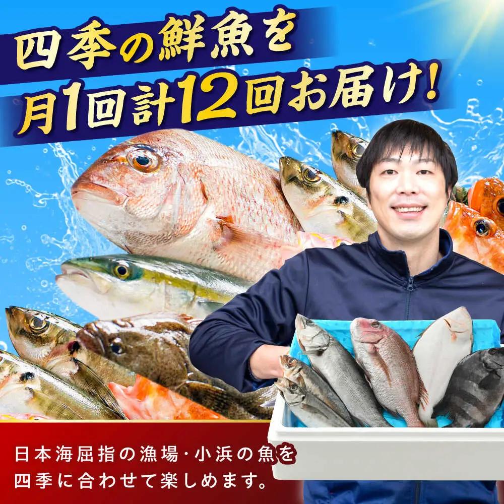 【定期便】全12回(毎月発送)【加福鮮魚】「若狭小浜港産地直送」旬の天然鮮魚お任せセット！ 小浜市 / 加福鮮魚【配送不可地域：北海道、北東北（秋田、青森、岩手）、九州、沖縄、離島】 [BFBC017