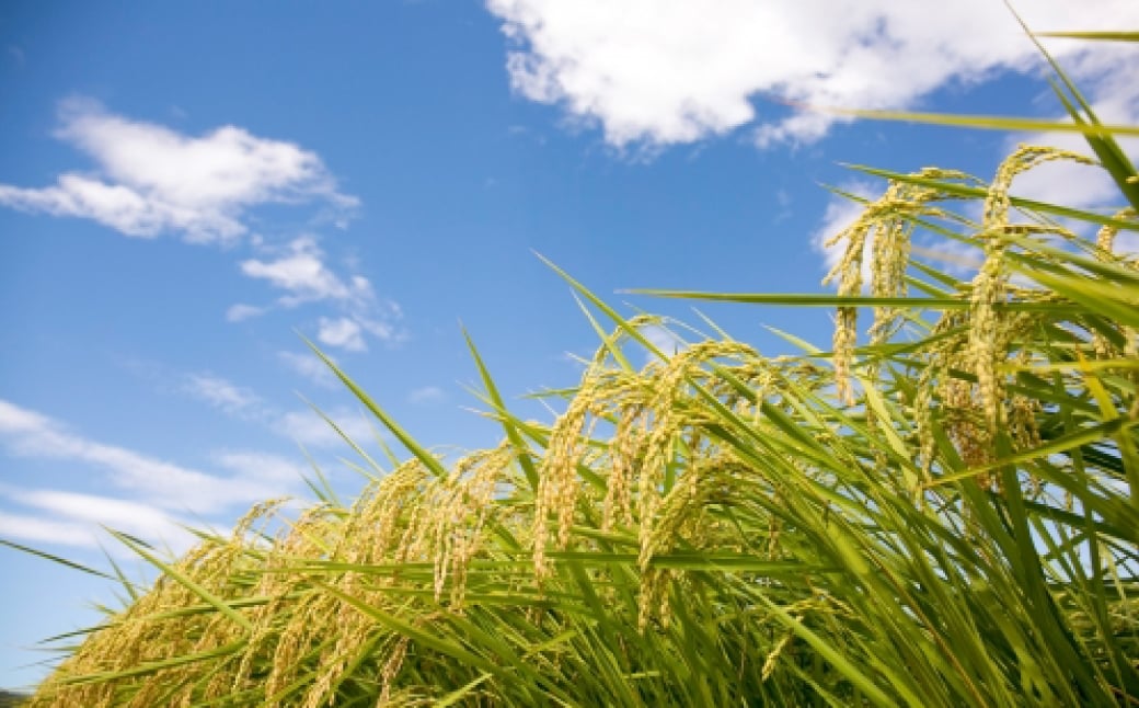 おこめのおやつ 大袋 4袋セット