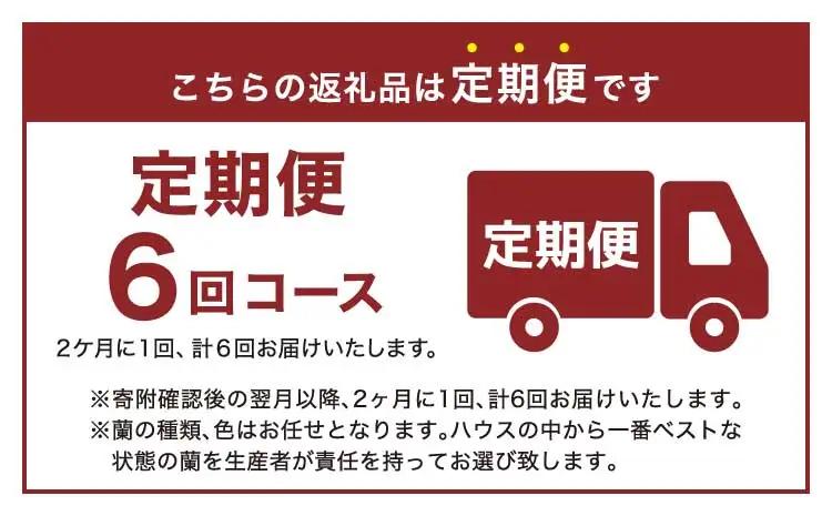定期便 胡蝶蘭 【定期便6回】2ヶ月に1回 熊本県産 ミディ胡蝶蘭 【定期便6回】ミディ胡蝶蘭の定期便（2ヶ月に1回）