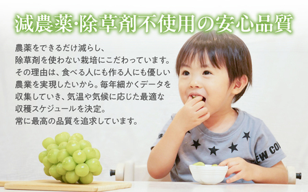 【✩先行予約✩2024年/令和6年発送分】減農薬　大粒シャインマスカット2.1㎏／3房