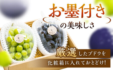 【先行予約：2026年8月中旬より発送】シャインマスカット ピオーネ 各1房 贈答用 秀品・化粧箱入り [AIAB016]