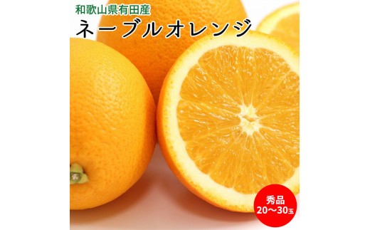 
                  【2027年先行予約】ネーブルオレンジ 秀品 20～30玉 和歌山県有田産【国産 オレンジ ネーブル フルーツ】_U6235n
                